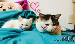 猫妹妹最新爆料是哪一期,揭秘哪一期节目引发热议